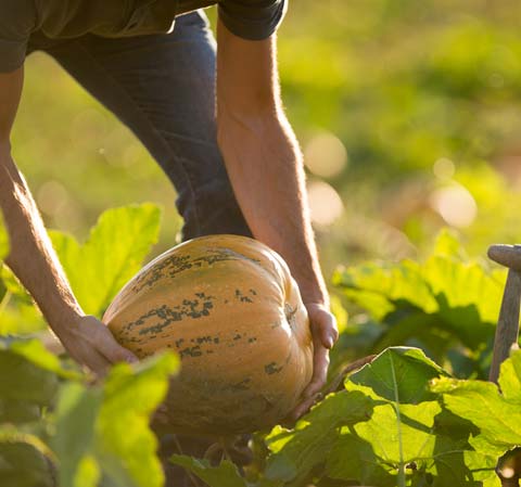 Hands holding a yellow, green pumpkin in a farm
