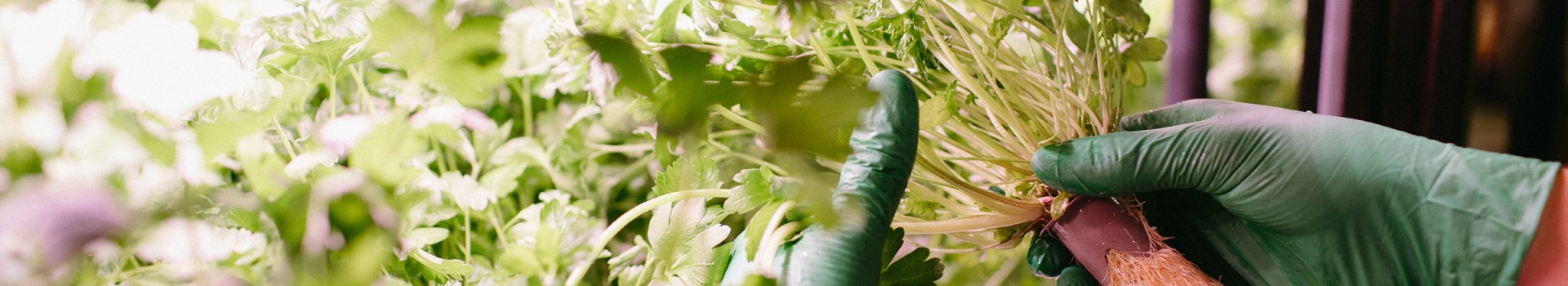 About this report information